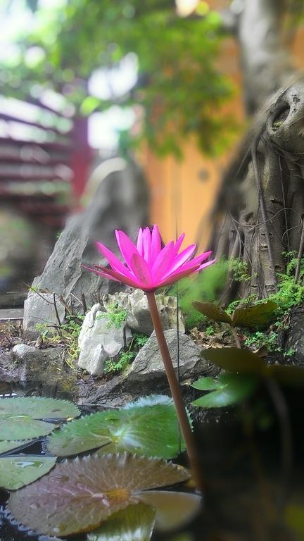 Tam Coc Green Homestay Ninh Binh Eksteriør billede